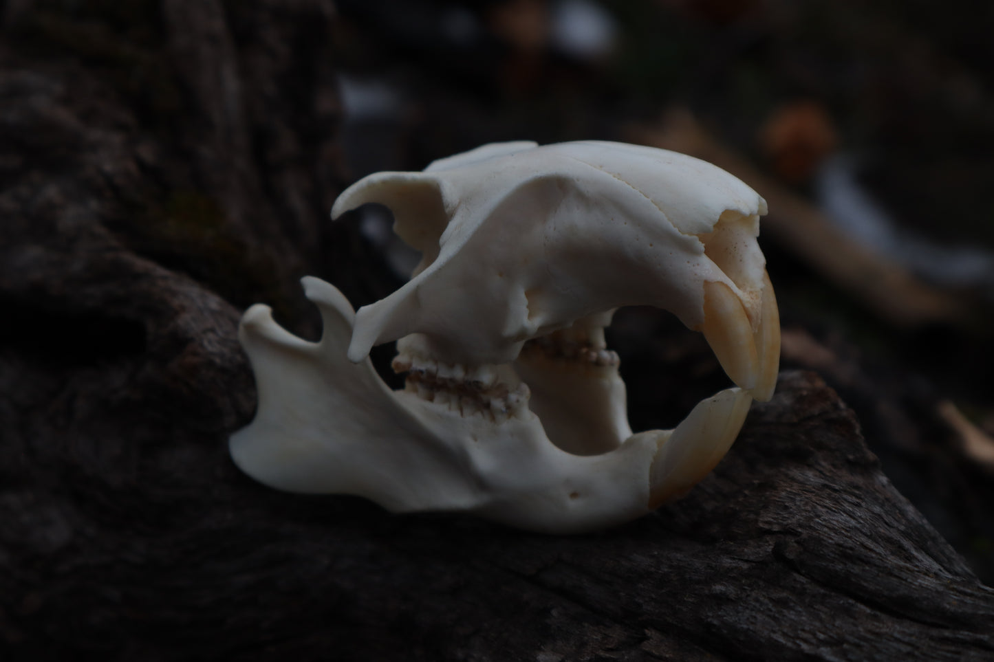 Craft Groundhog Skull