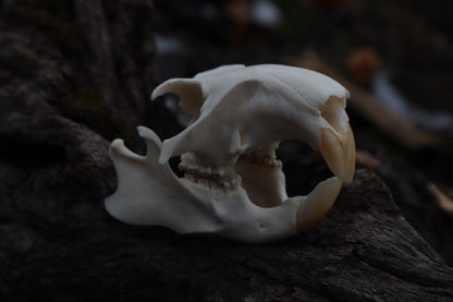 Craft Groundhog Skull