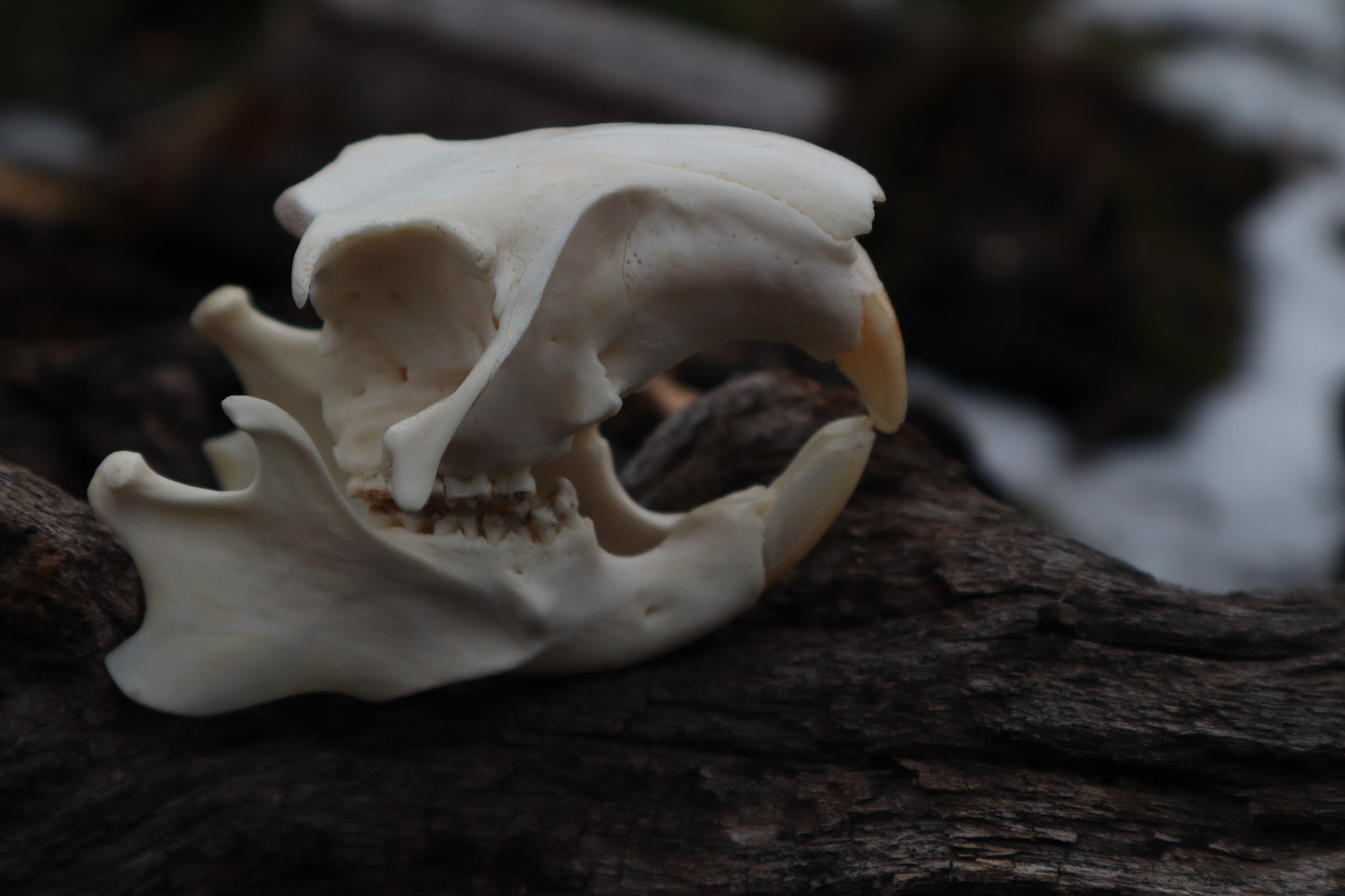 Craft Groundhog Skull