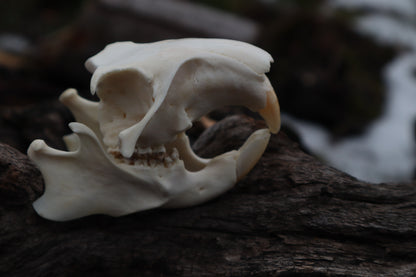 Craft Groundhog Skull