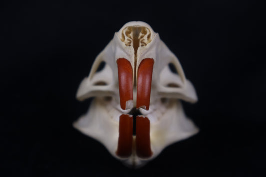 Coypu/Nutria Skull