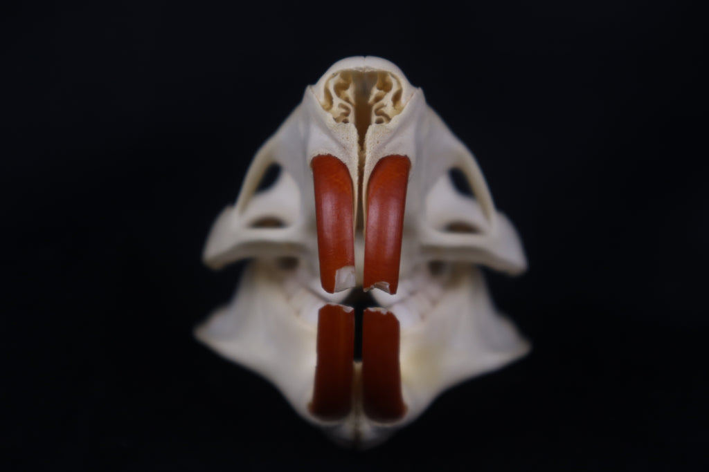 Coypu/Nutria Skull