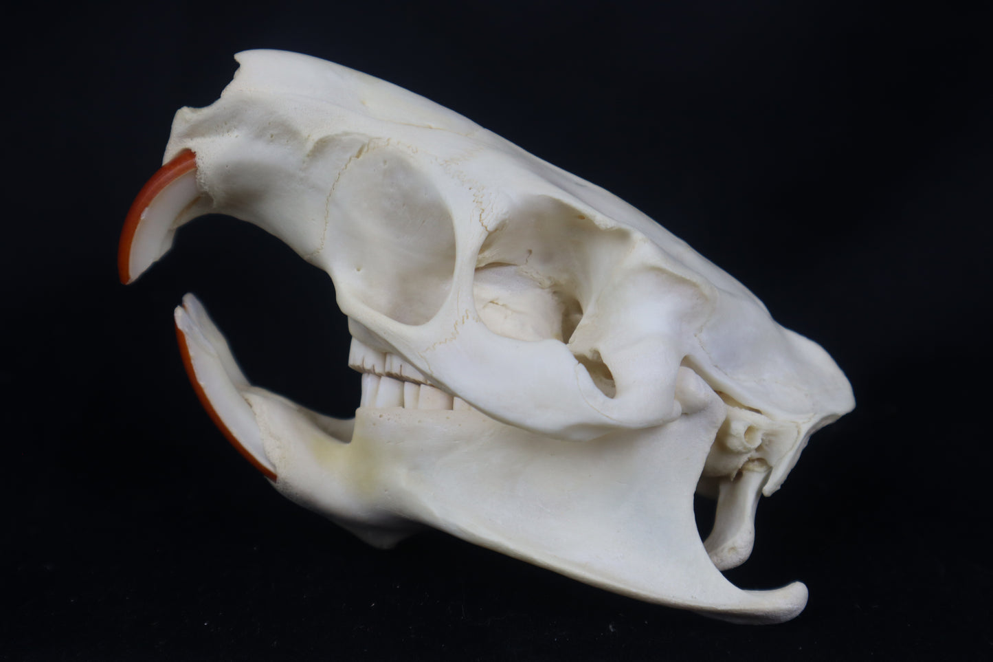 Coypu/Nutria Skull