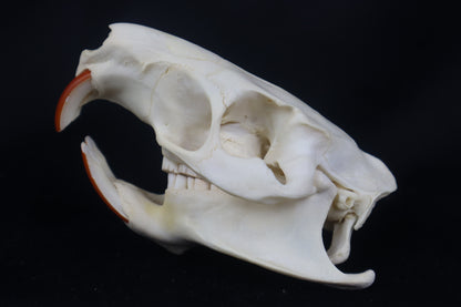 Coypu/Nutria Skull