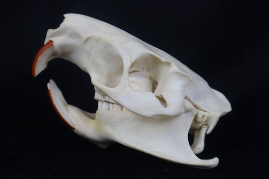 Coypu/Nutria Skull