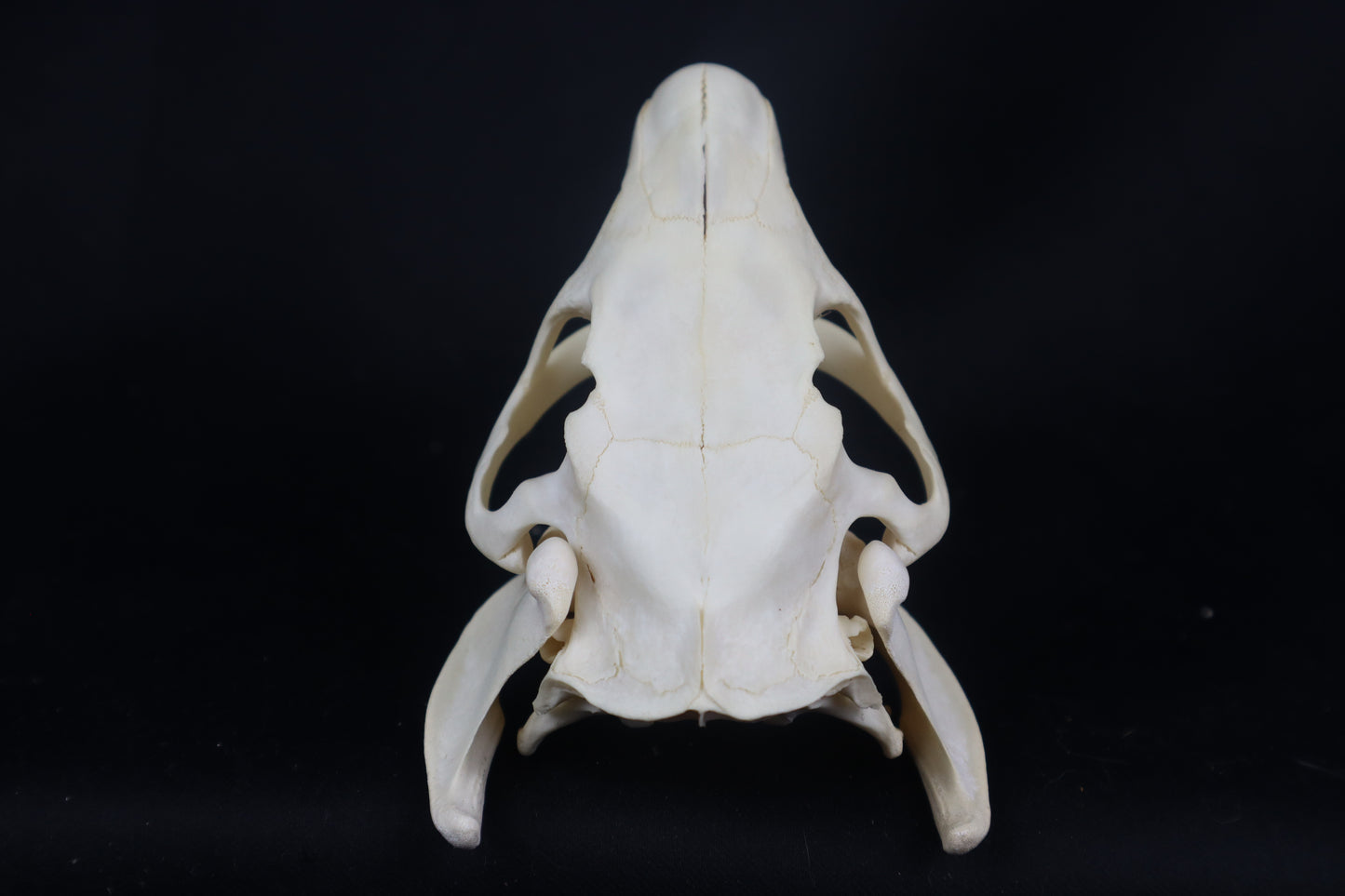 Coypu/Nutria Skull