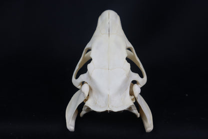 Coypu/Nutria Skull