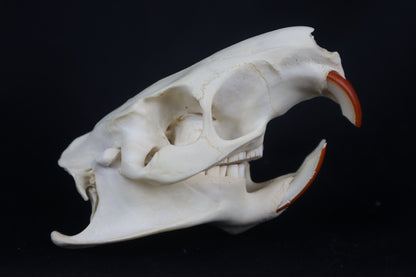 Coypu/Nutria Skull