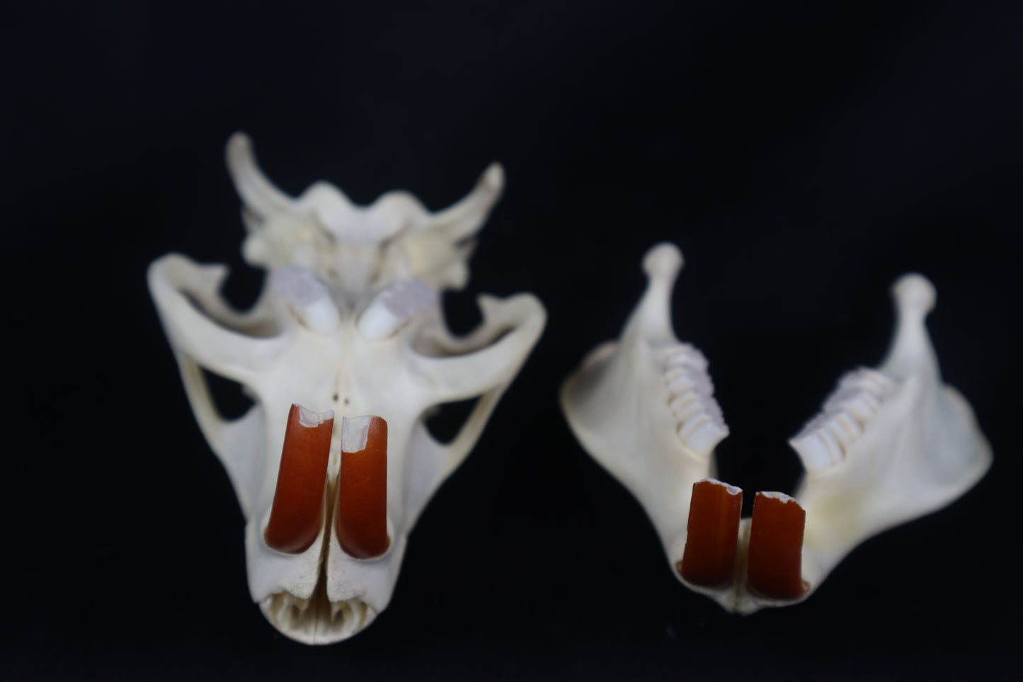 Coypu/Nutria Skull