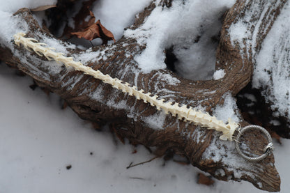 Pine Marten Spinal Column Articulation
