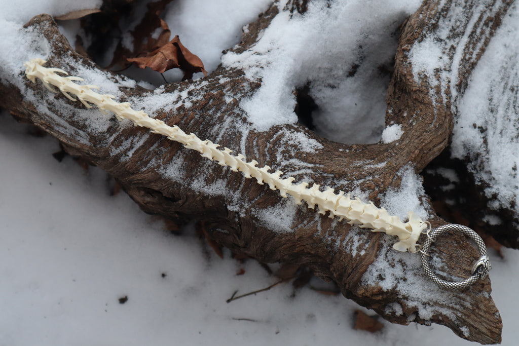 Pine Marten Spinal Column Articulation