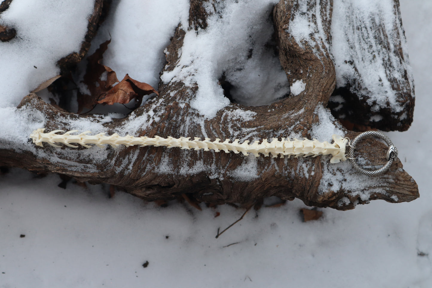 Pine Marten Spinal Column Articulation