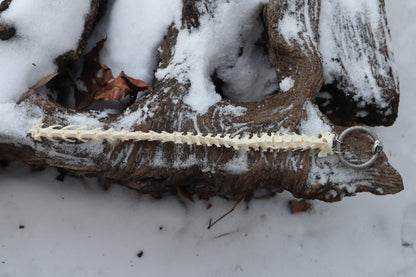 Pine Marten Spinal Column Articulation