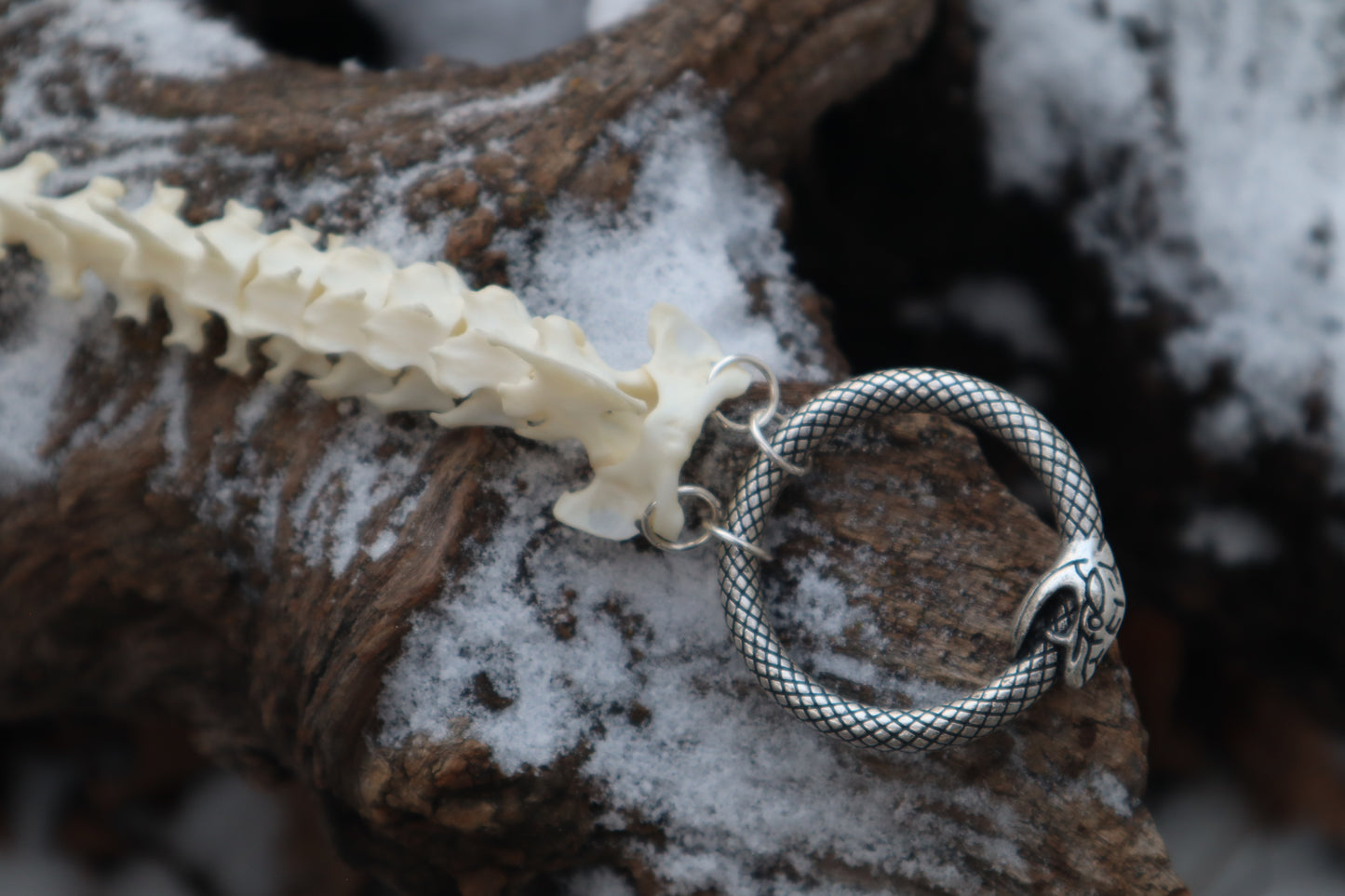 Pine Marten Spinal Column Articulation