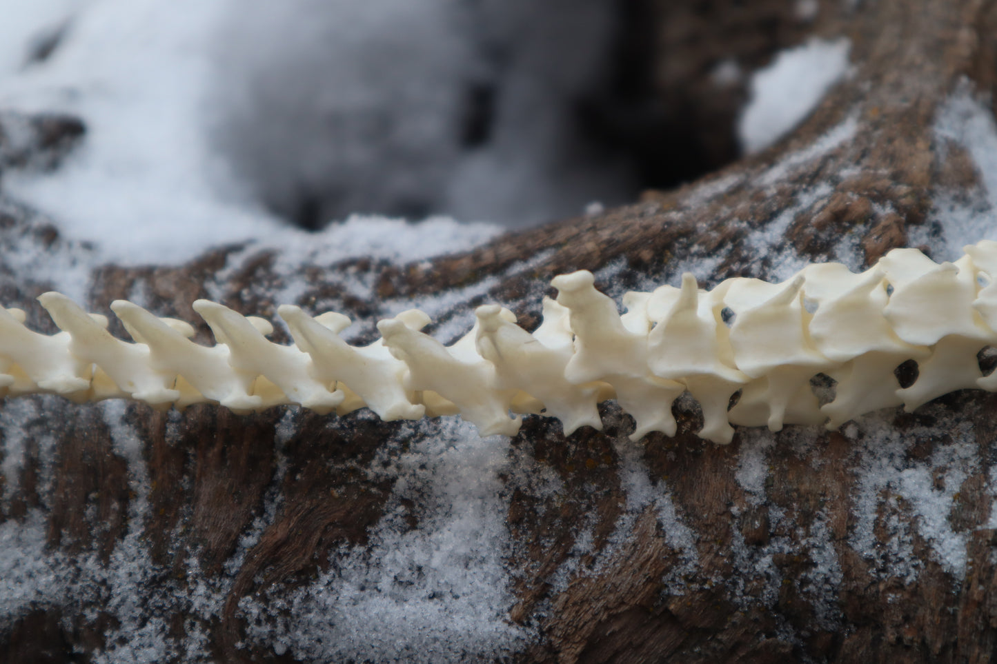 Pine Marten Spinal Column Articulation