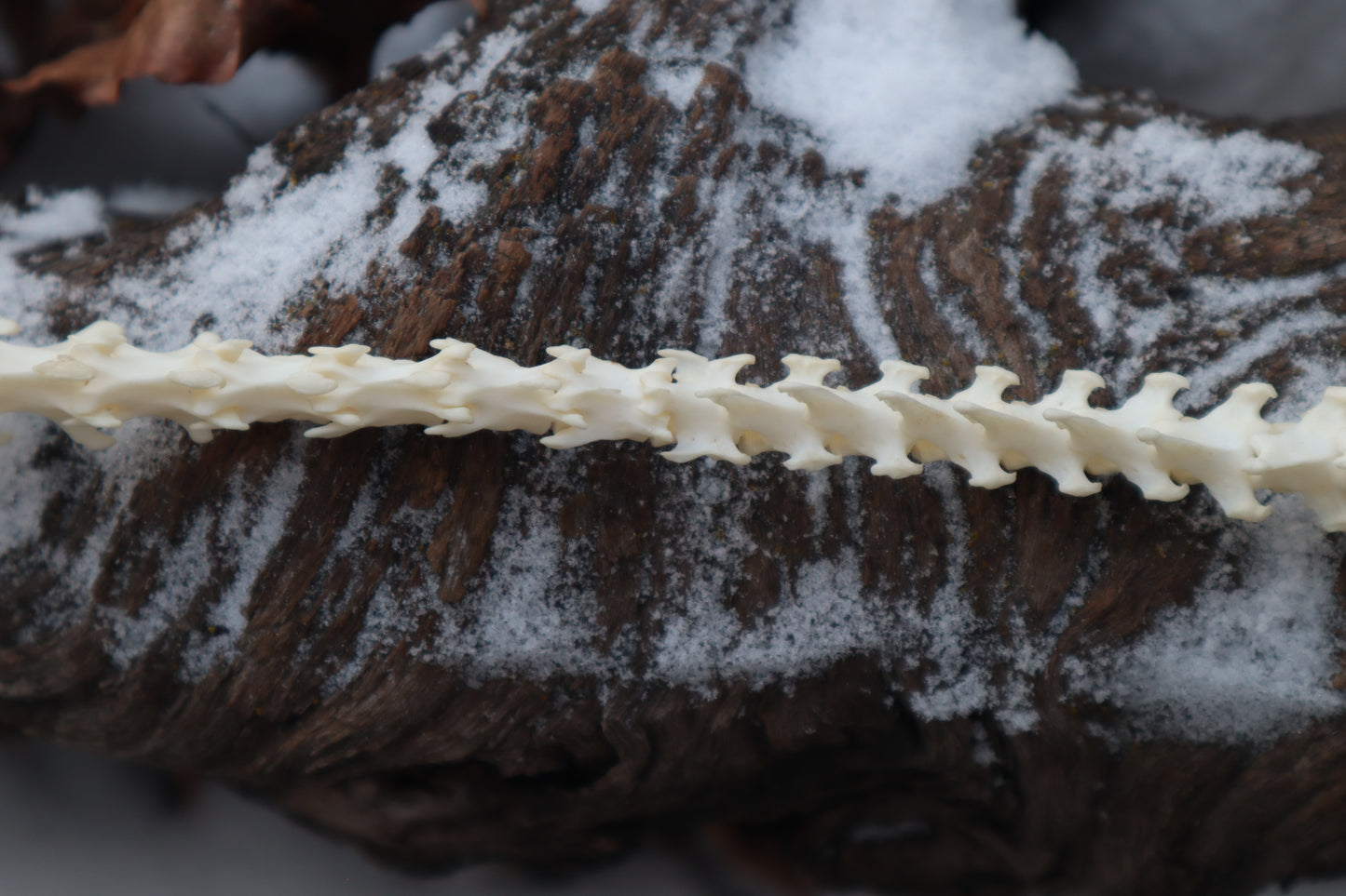 Pine Marten Spinal Column Articulation
