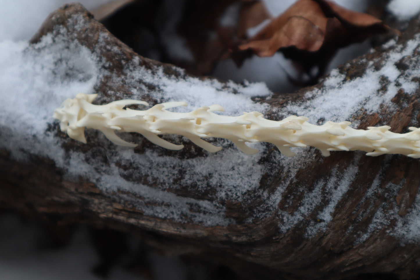 Pine Marten Spinal Column Articulation