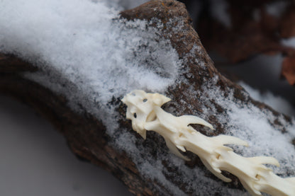 Pine Marten Spinal Column Articulation