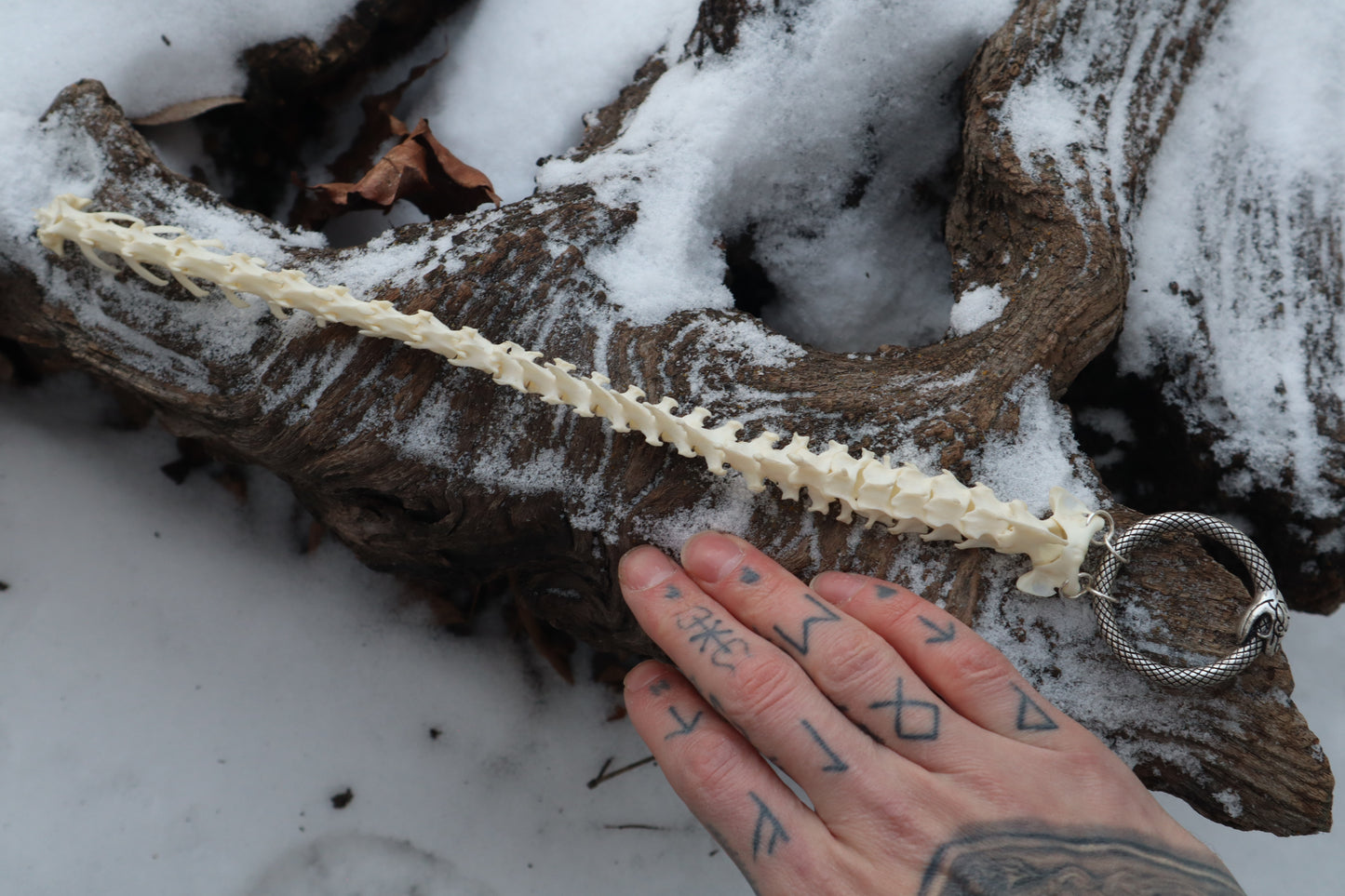 Pine Marten Spinal Column Articulation