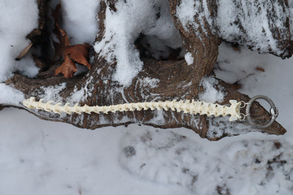 Pine Marten Spinal Column Articulation