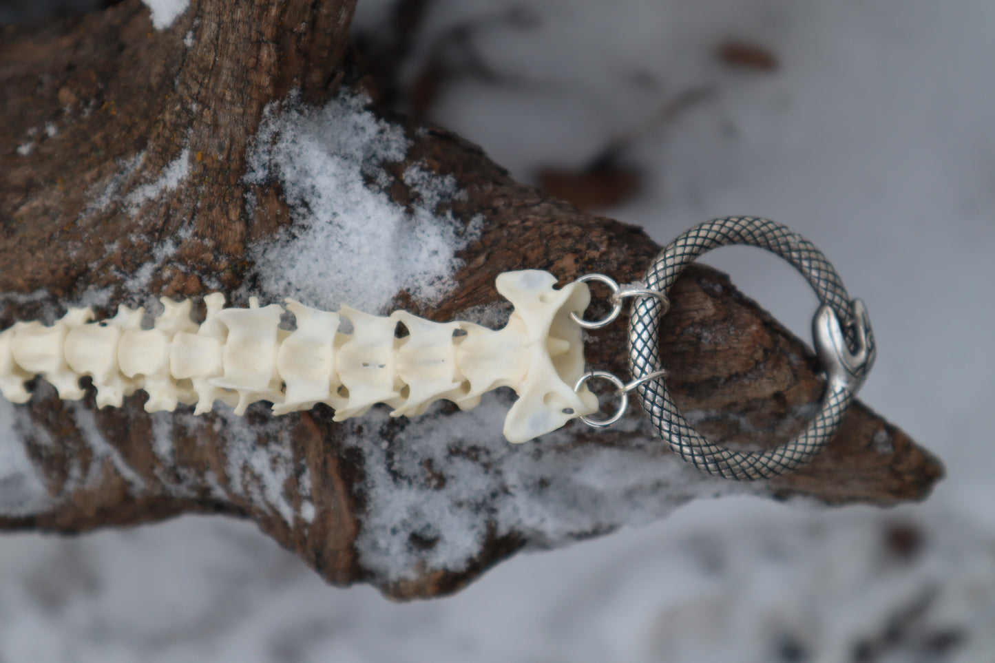 Pine Marten Spinal Column Articulation