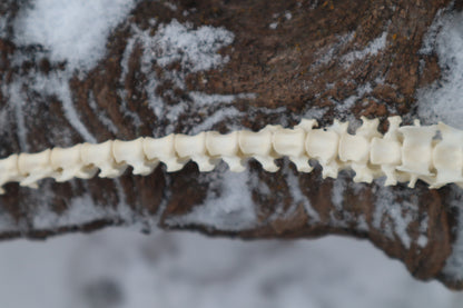 Pine Marten Spinal Column Articulation