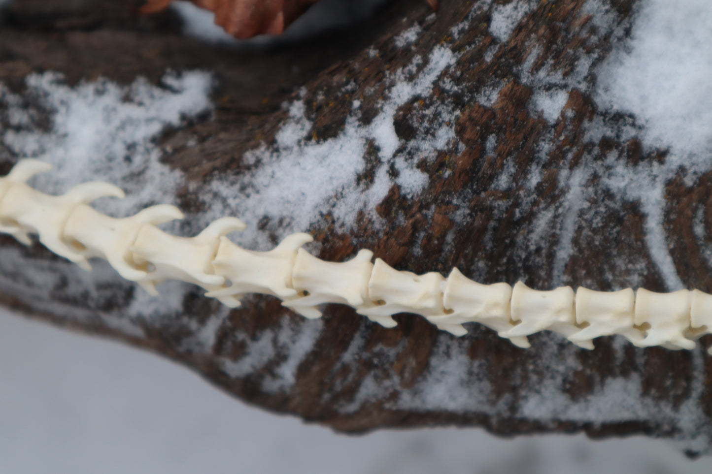 Pine Marten Spinal Column Articulation