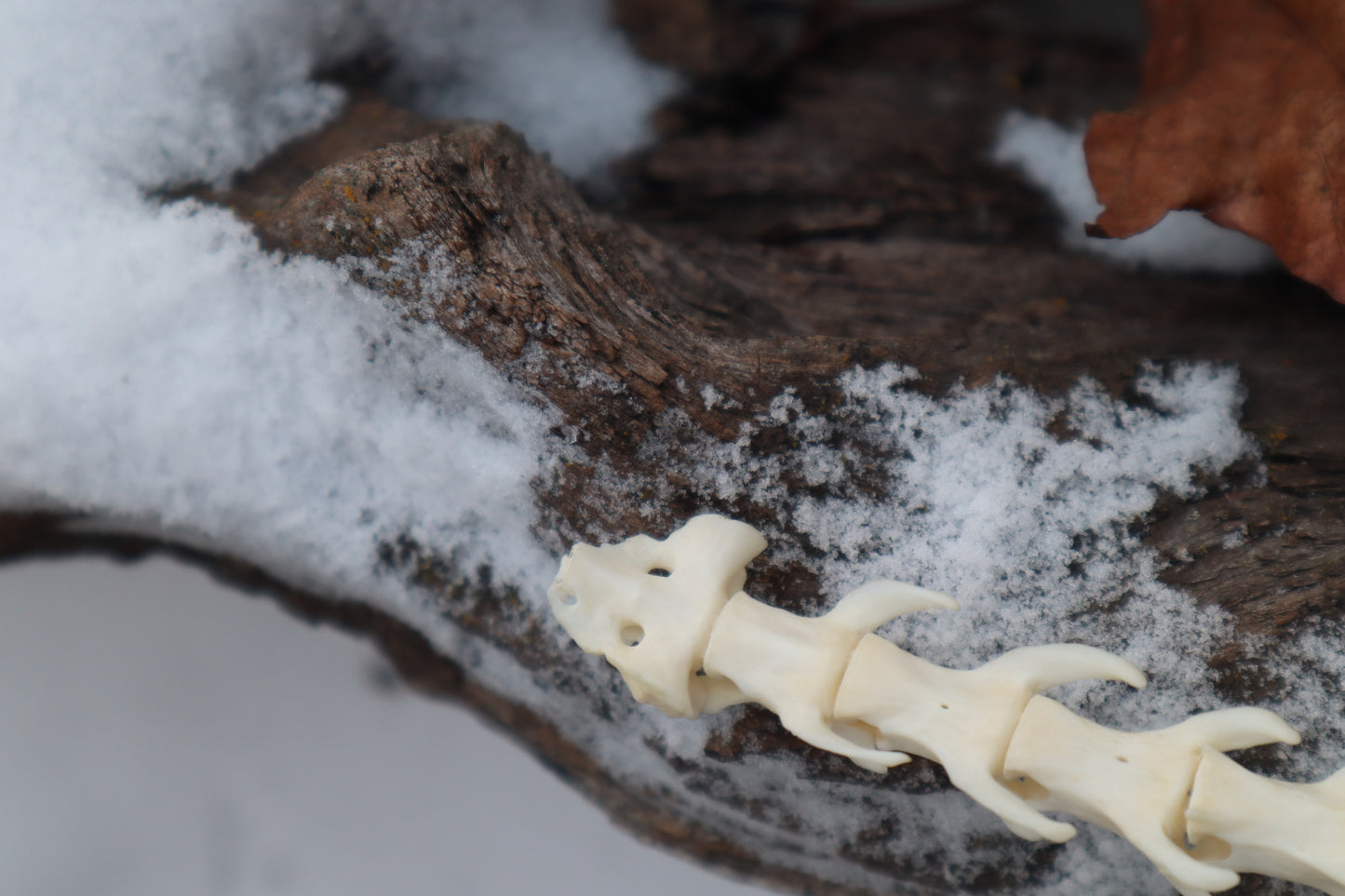 Pine Marten Spinal Column Articulation