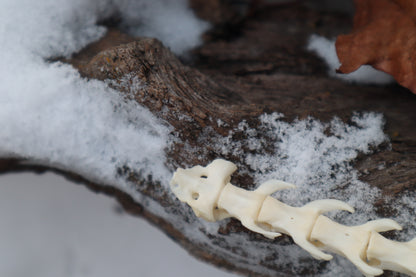 Pine Marten Spinal Column Articulation