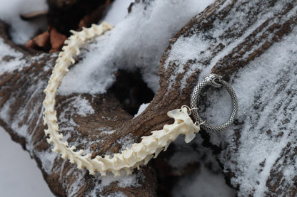 Pine Marten Spinal Column Articulation