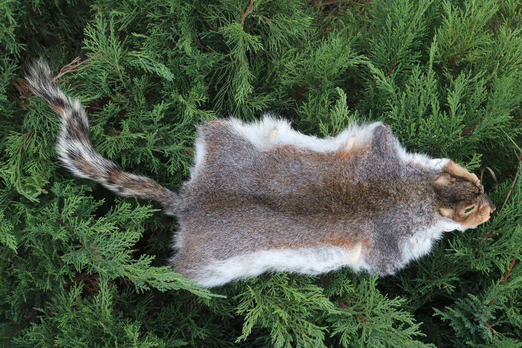 Soft Tanned Gray Squirrel