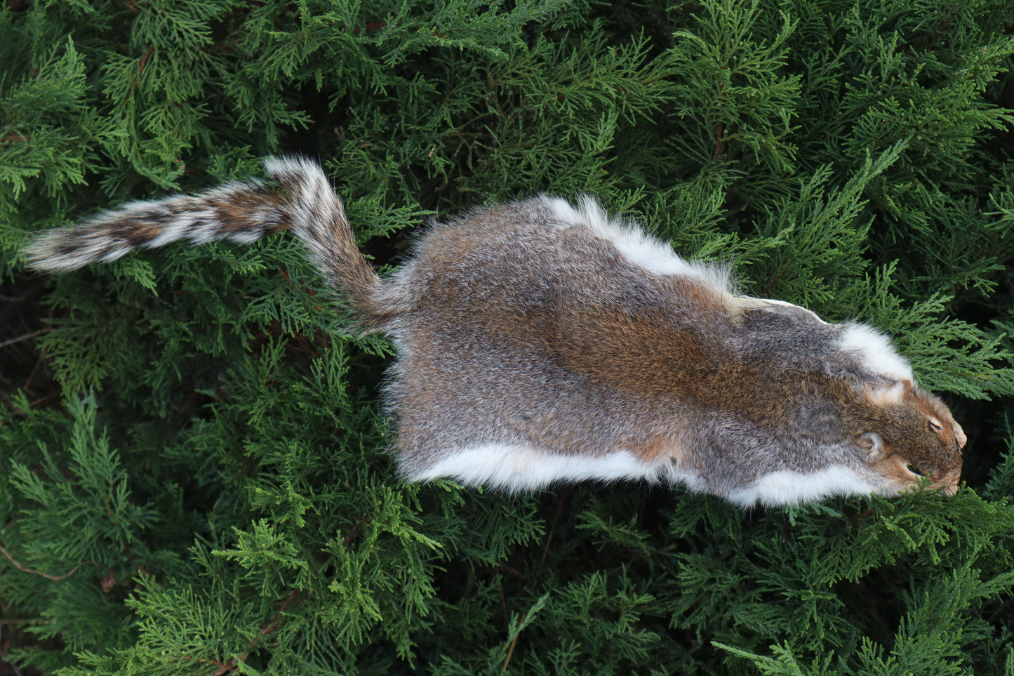 Soft Tanned Gray Squirrel
