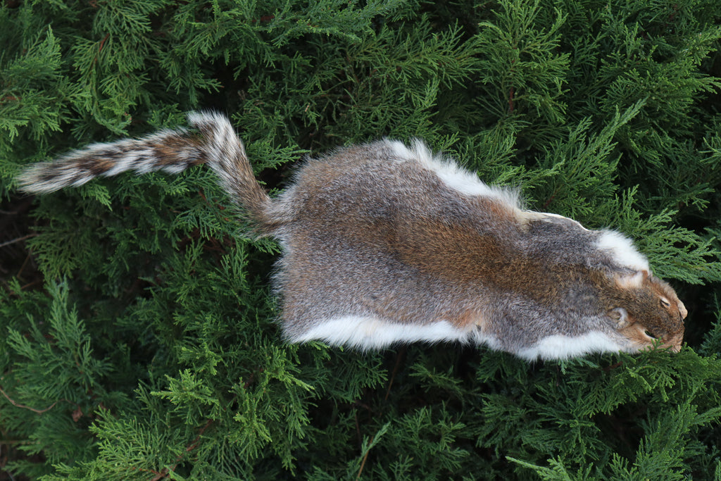 Soft Tanned Gray Squirrel