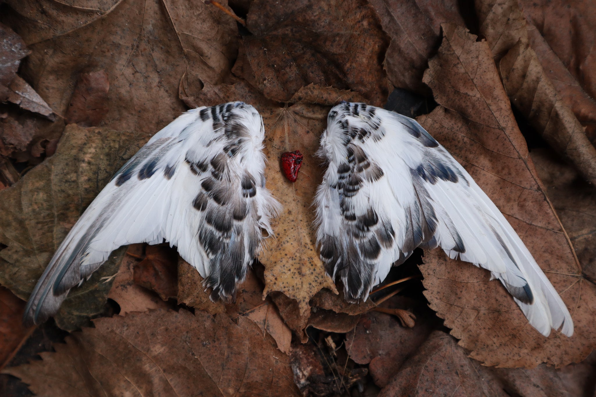 Dry Preserved Parakeet Heart