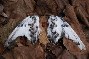 Dry Preserved Parakeet Heart