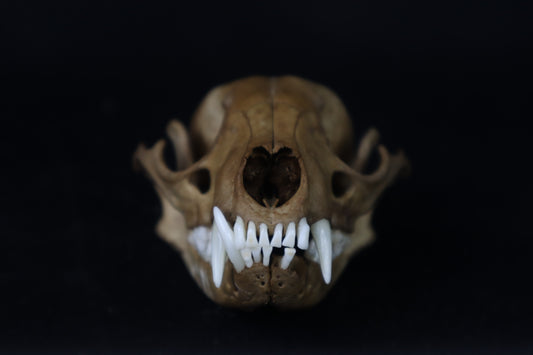 Fyri Stained Raccoon Skull