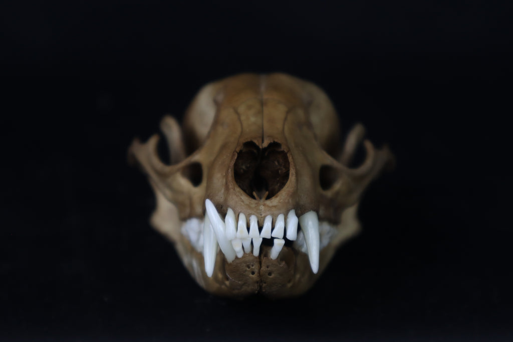 Fyri Stained Raccoon Skull