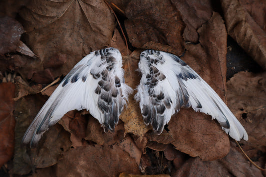 Dry Preserved Parakeet Wings