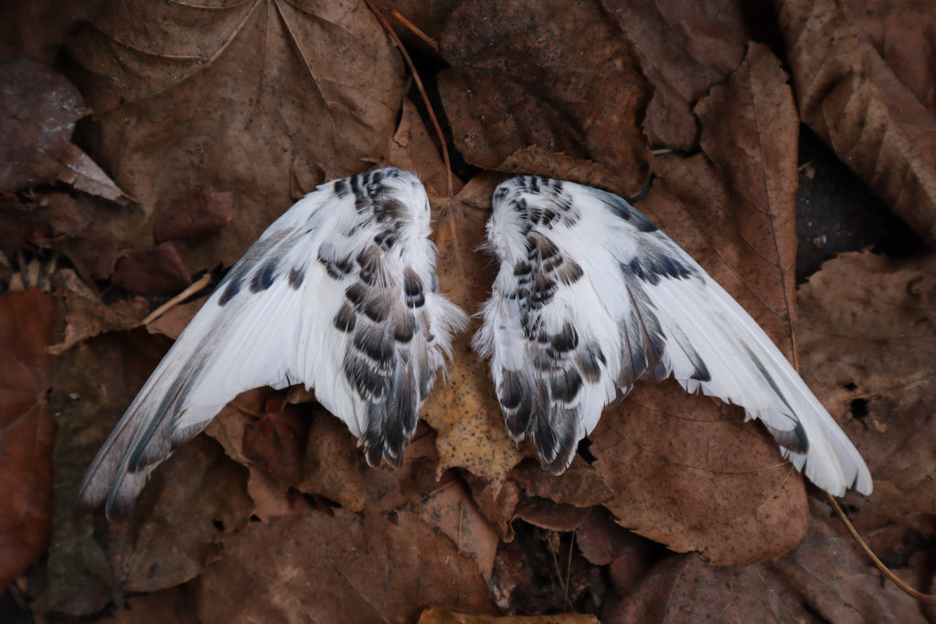 Dry Preserved Parakeet Wings