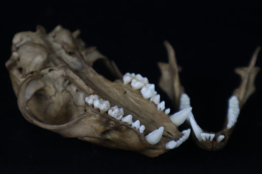 Fyri Stained Raccoon Skull