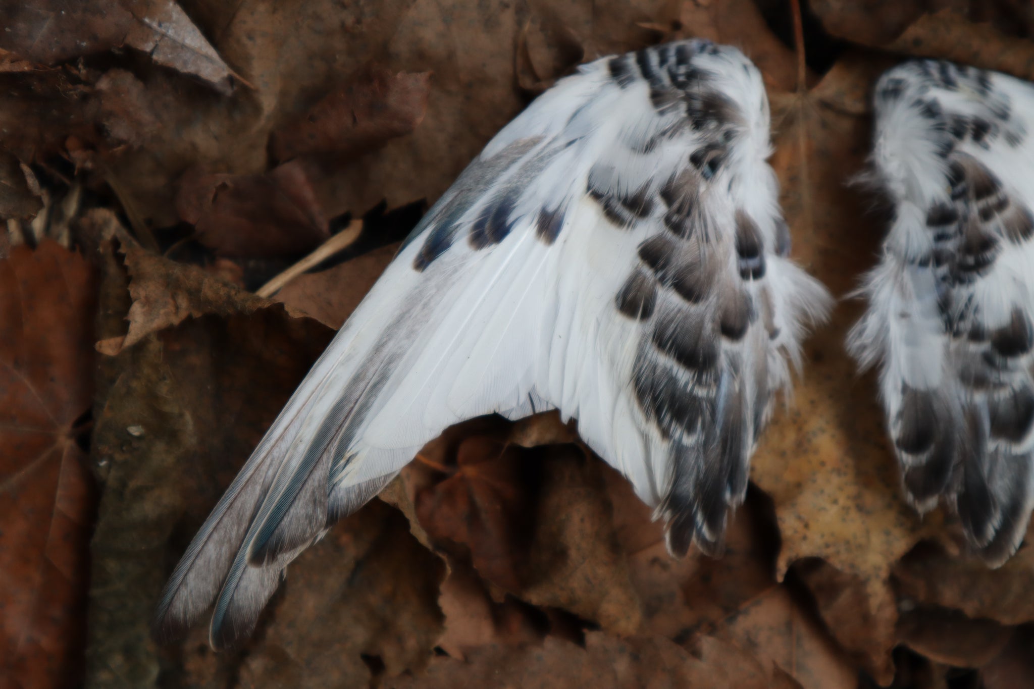 Dry Preserved Parakeet Wings