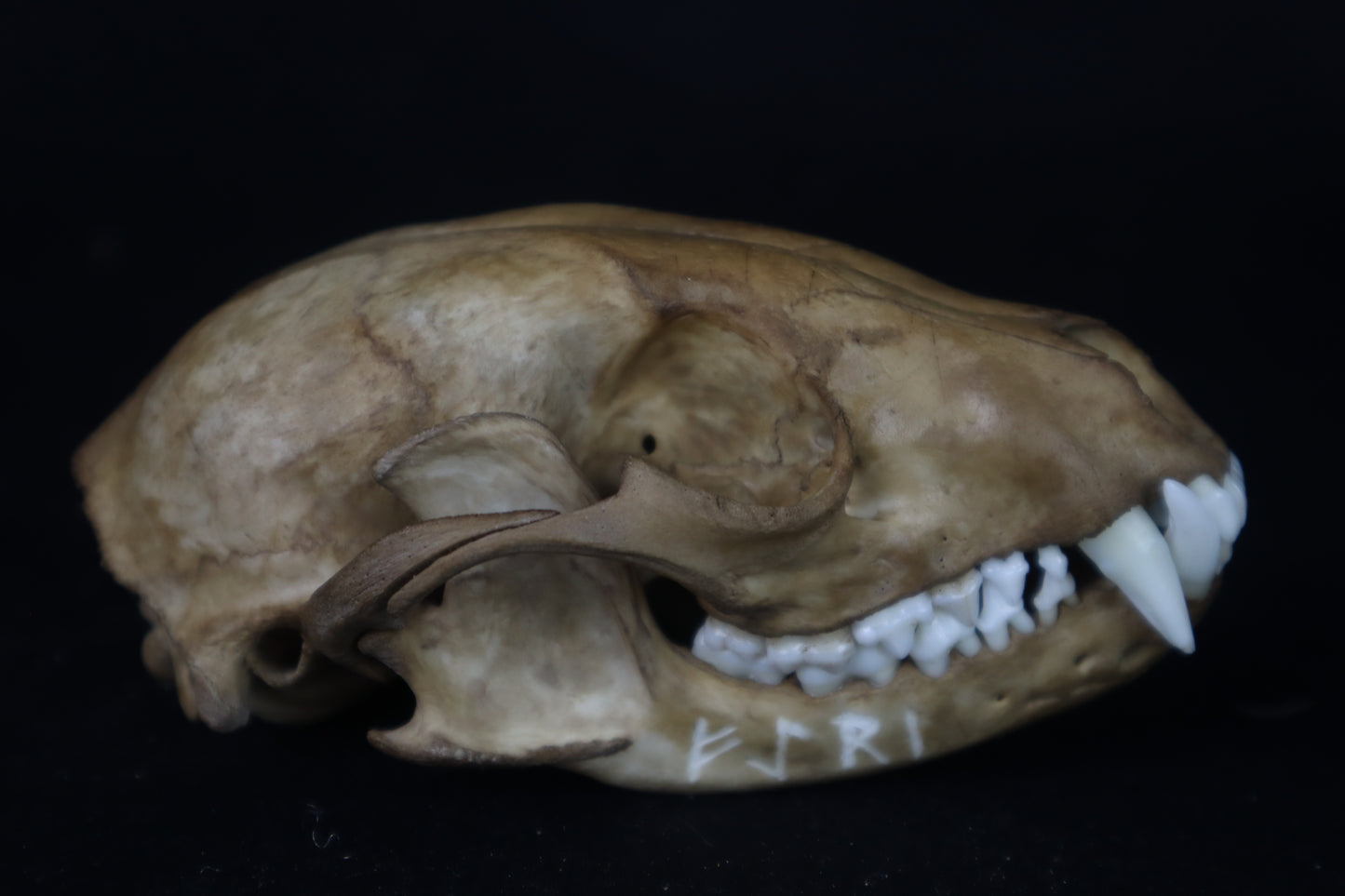 Fyri Stained Raccoon Skull