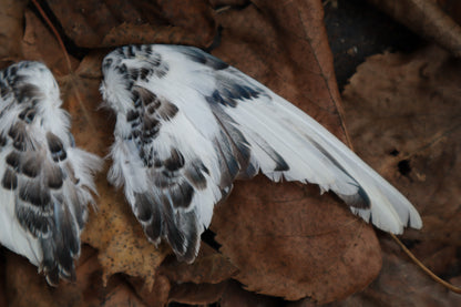 Dry Preserved Parakeet Wings