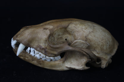 Fyri Stained Raccoon Skull