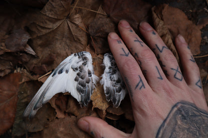 Dry Preserved Parakeet Wings