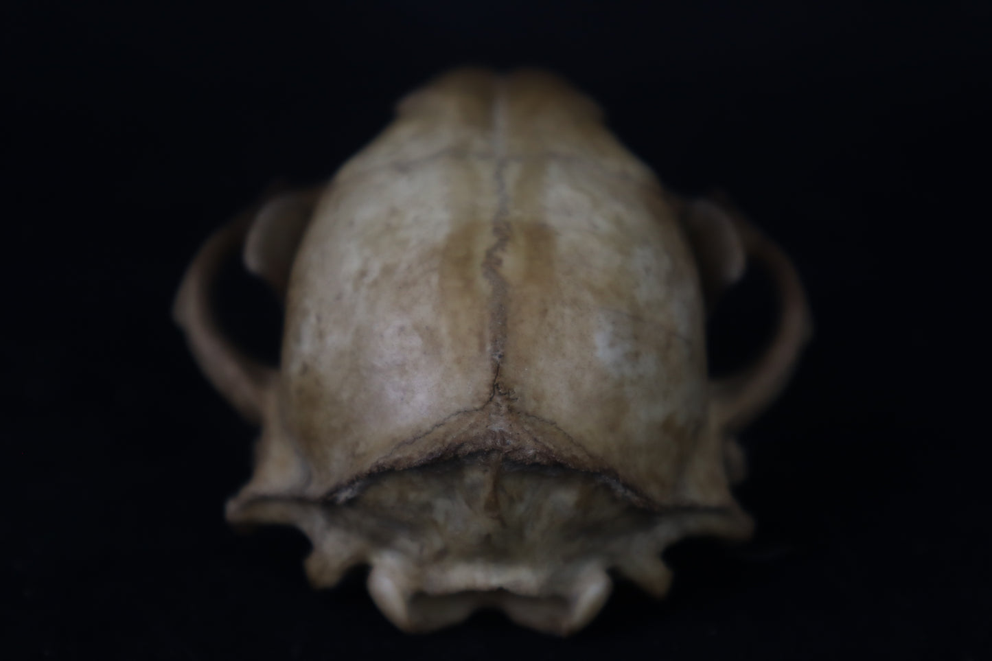 Fyri Stained Raccoon Skull