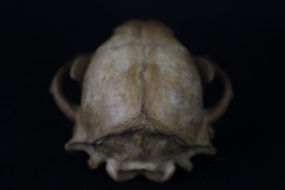 Fyri Stained Raccoon Skull