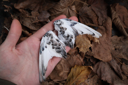 Dry Preserved Parakeet Wings