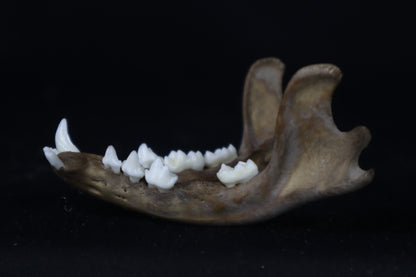 Fyri Stained Raccoon Mandible