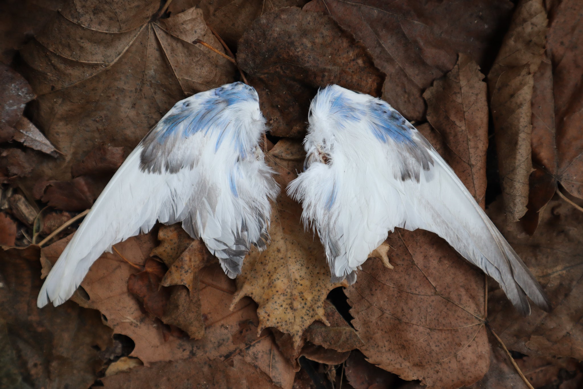 Dry Preserved Parakeet Wings